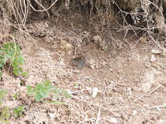 Lasiommata