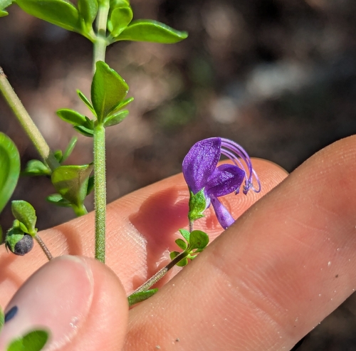 Image of Bridges' And Orzell's Bluecurls (Trichostema bridgesii) by no rights reserved