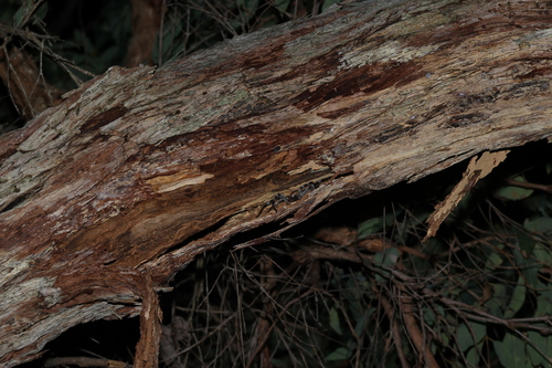 Image of New England Blackbutt (Eucalyptus andrewsii) by (c) Greg Tasney, some rights reserved (CC BY-SA)