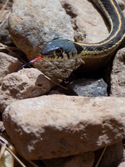 Thamnophis cyrtopsis cyrtopsis