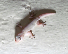 Hemidactylus frenatus