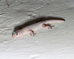 Hemidactylus frenatus