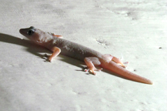 Hemidactylus frenatus