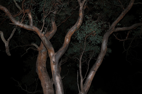 Image of Eucalyptus prava by (c) Greg Tasney, some rights reserved (CC BY-SA)