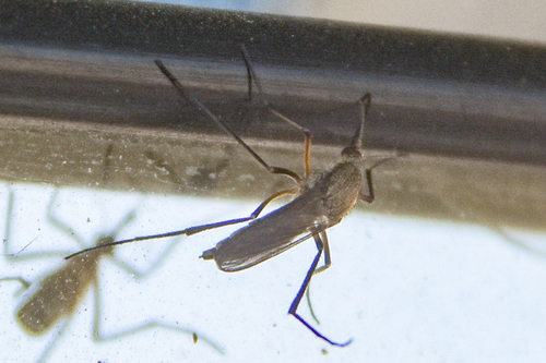 Psorophora cyanescens photo 4