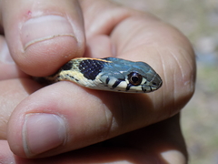 Thamnophis cyrtopsis cyrtopsis