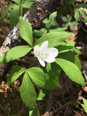 Anemonoides lancifolia