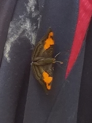 Doxocopa