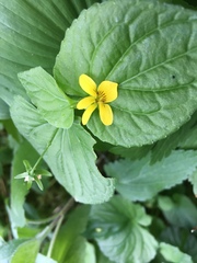 Viola glabella