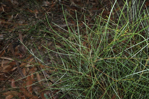 Image of Acacia adunca by (c) Greg Tasney, some rights reserved (CC BY-SA)