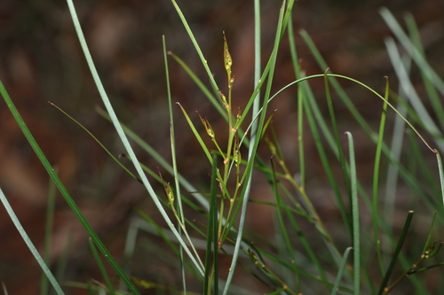 Image of Acacia adunca by (c) Greg Tasney, some rights reserved (CC BY-SA)