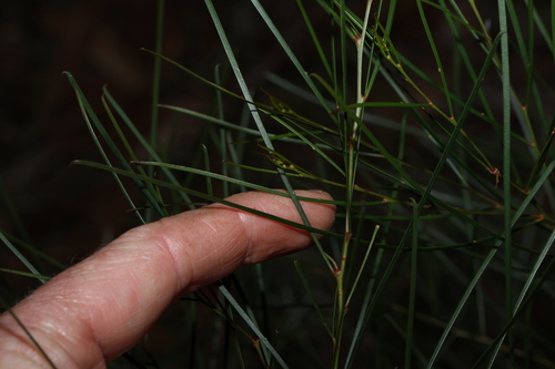 Image of Acacia adunca by (c) Greg Tasney, some rights reserved (CC BY-SA)