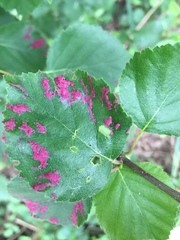 Acalitus longisetosus