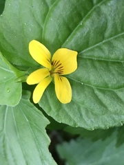 Viola glabella