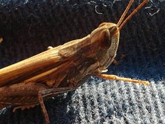 Aiolopus thalassinus dubius