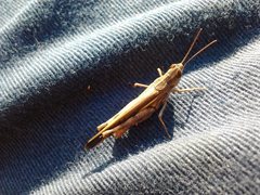 Aiolopus thalassinus dubius