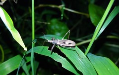 Oncocephalus pudicus