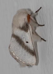 Bombycomorpha bifascia