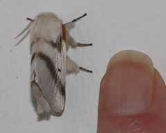 Bombycomorpha bifascia