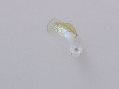 Poecilia orri