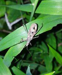 Oncocephalus pudicus