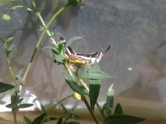 Macrotona securiformis