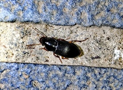 Harpalus sinicus