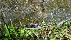 Hynobius arisanensis