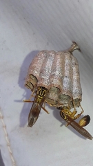 Mischocyttarus cerberus