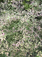 Abelia × grandiflora