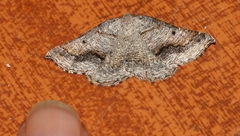 Drepanogynis insolens