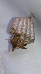 Mischocyttarus cerberus