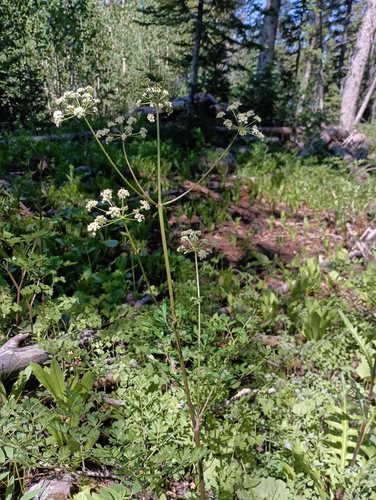Image of Ligusticum porteri by no rights reserved