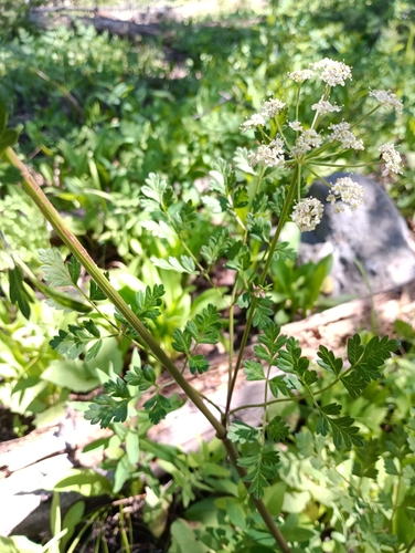 Image of Ligusticum porteri by no rights reserved