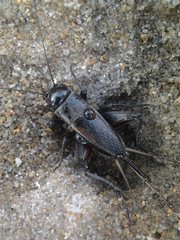 Teleogryllus