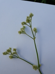 Alternanthera sessilis