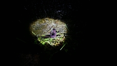 Hynobius arisanensis