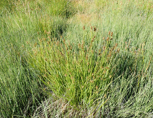 Carex subfusca