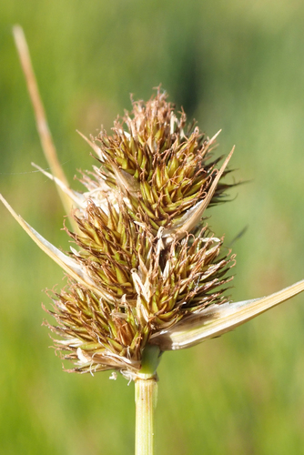 Carex subfusca