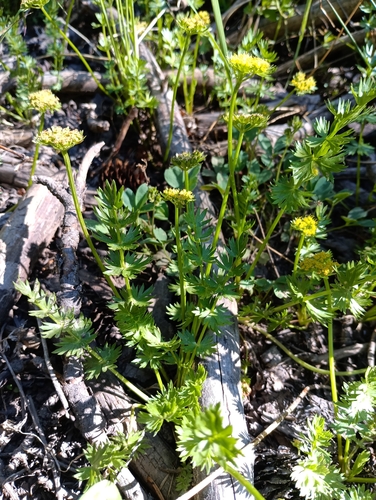 Eastwood's woodroot (Podistera eastwoodiae)