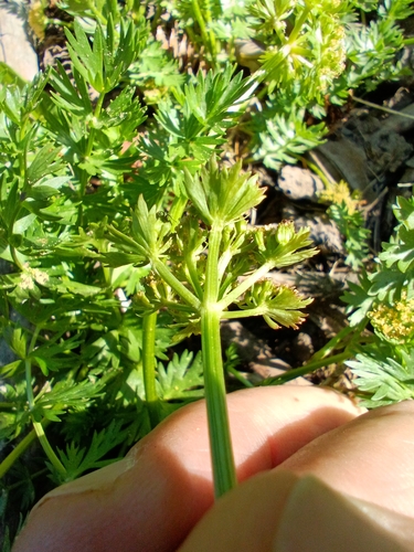 Image of Podistera eastwoodiae by no rights reserved