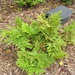 Pteris adscensionis - Photo (c) Drew Avery, algunos derechos reservados (CC BY), uploaded by Drew Avery