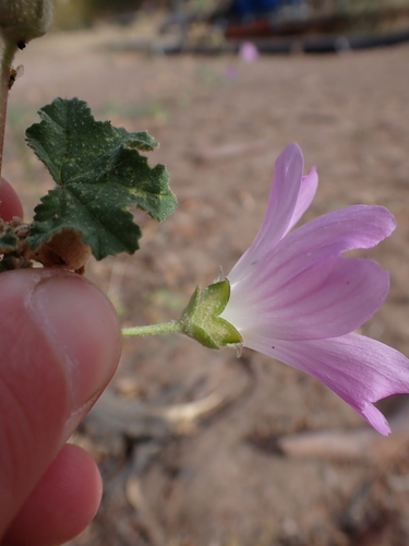 Image of Malva weinmanniana by (c) Nina Kerr, some rights reserved (CC BY)
