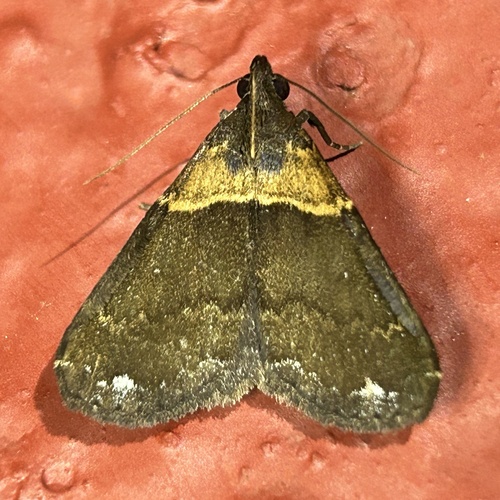 Sitophora vesiculalis