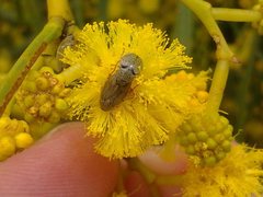 Sphaeroscelis pectoralis