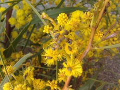 Sphaeroscelis pectoralis