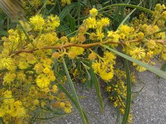 Sphaeroscelis pectoralis