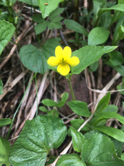 Viola glabella