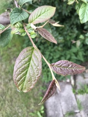Amelanchier spicata