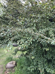 Amelanchier spicata